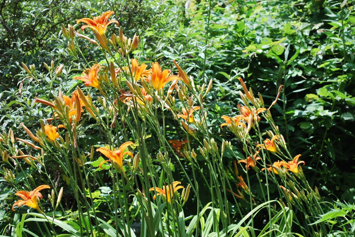 liliacae-from-the-pond-2.JPG