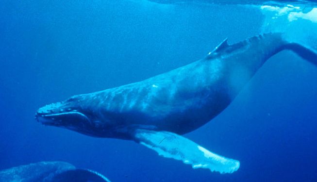 humpbackwhale.jpg.653x0_q80_crop-smart.jpg