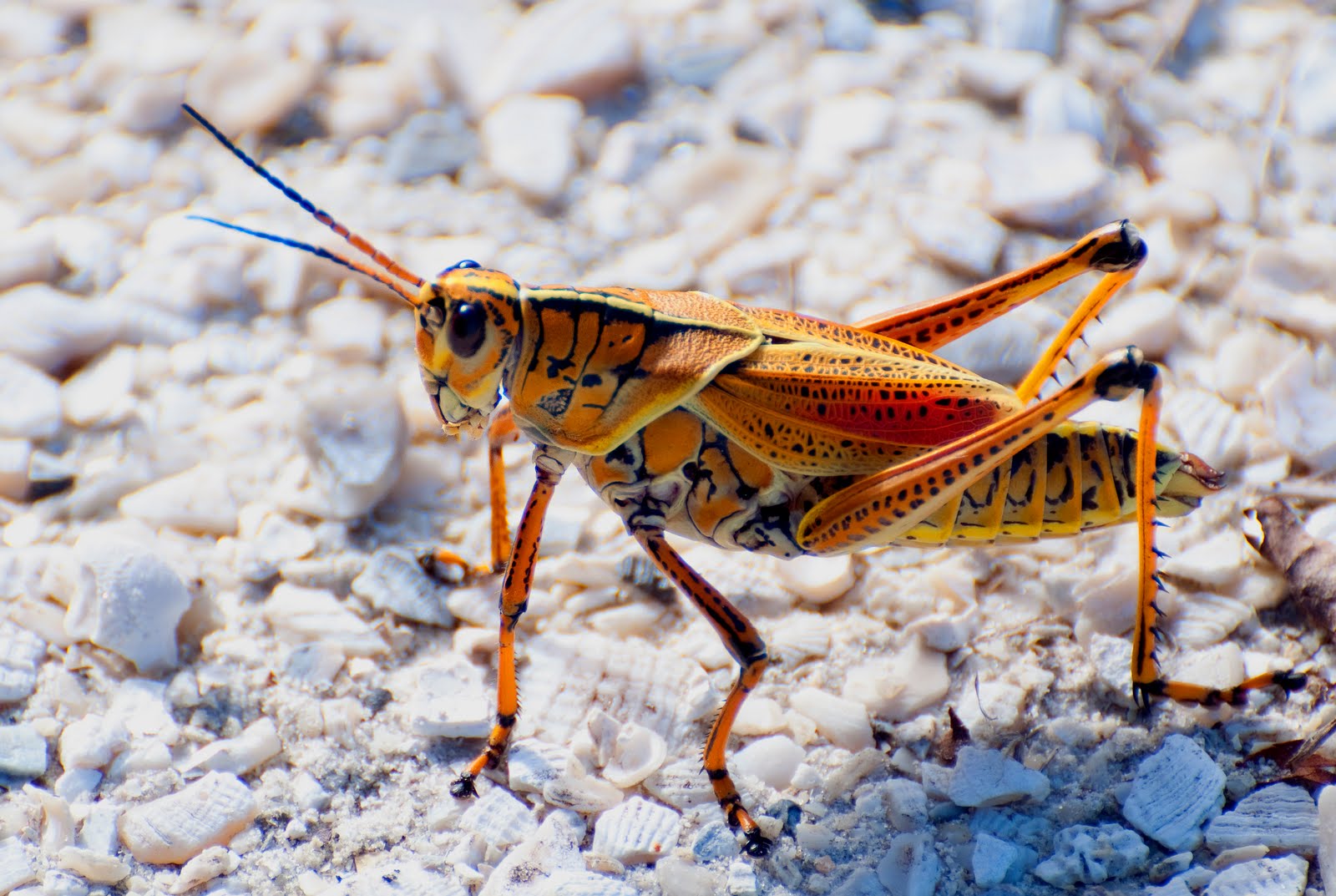 Florida Giant Orange Grasshopper.jpg