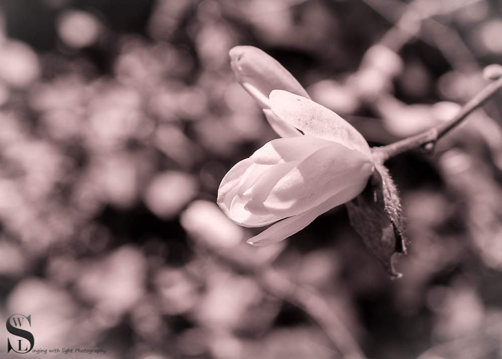 signs of spring-3.jpg