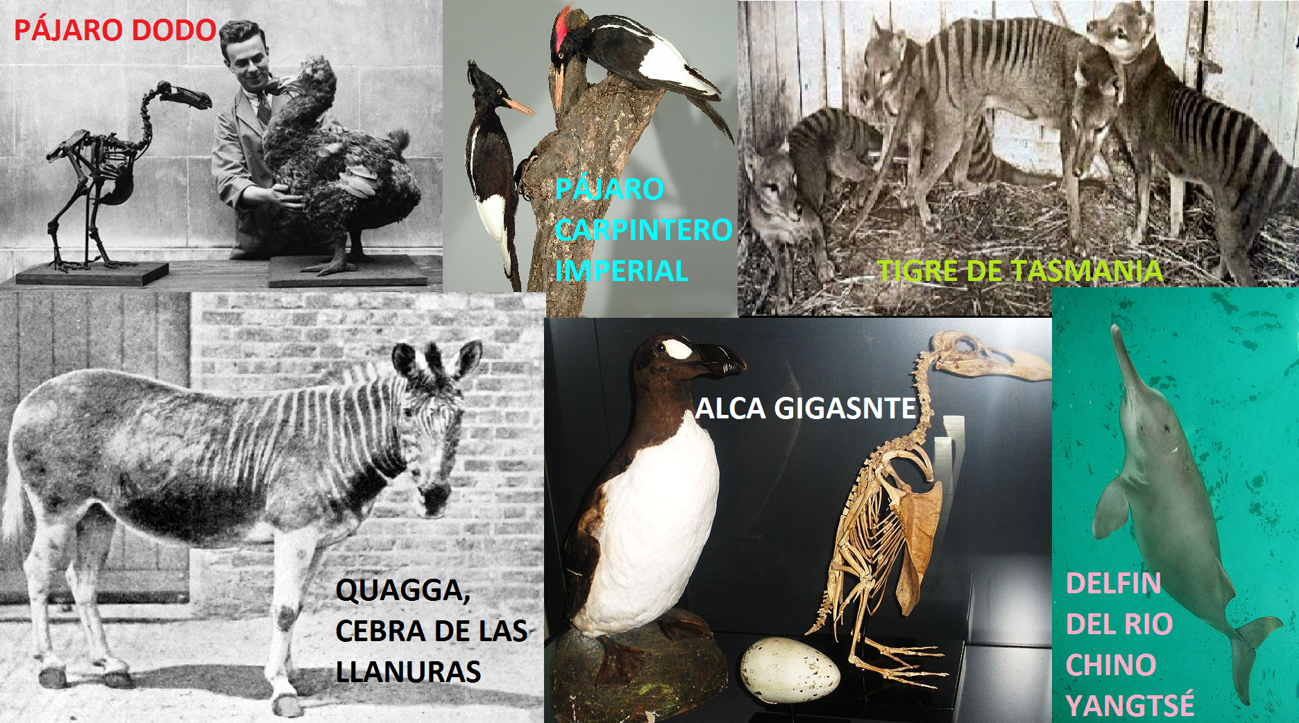 ANIMALES.png