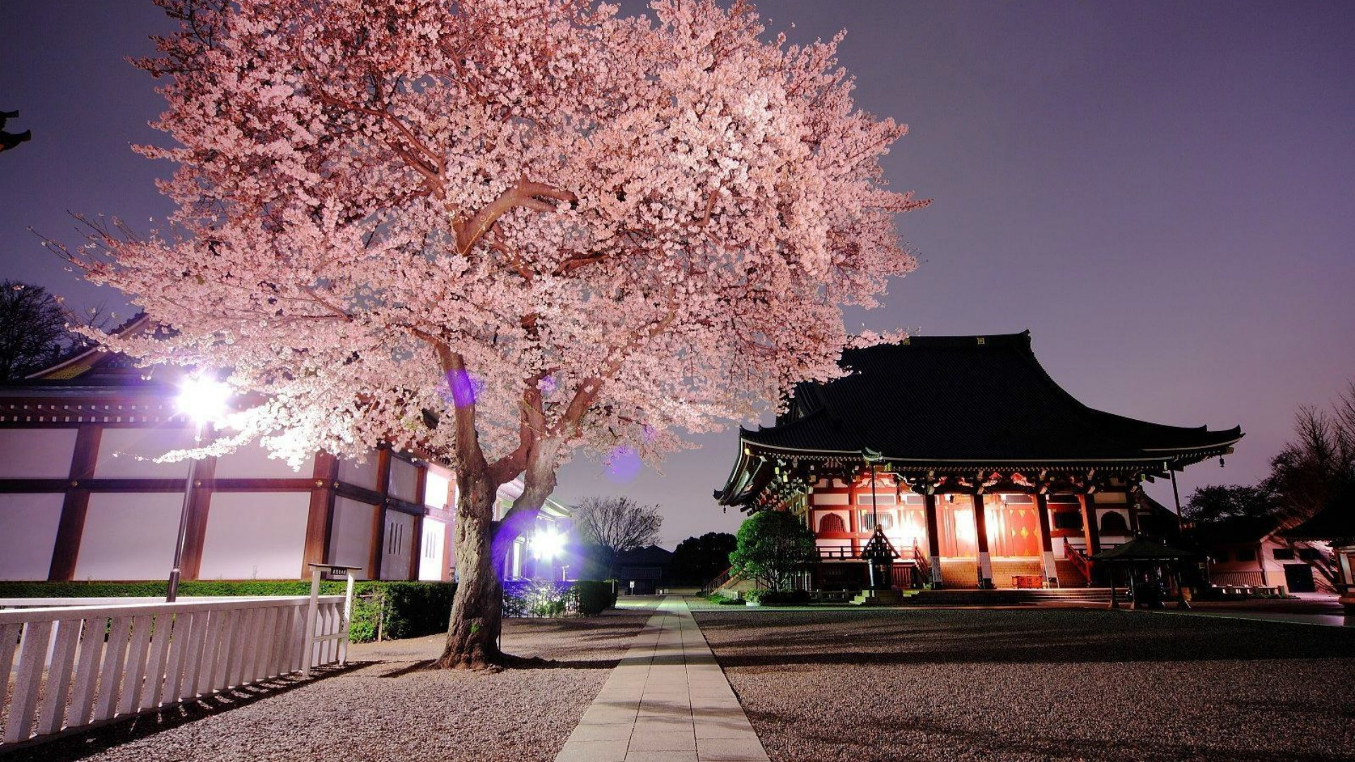 Япония пон. Токио Сакура. Япония Токио Сакура. Япония дерево Сакура. Цветение Сакуры в Токио.