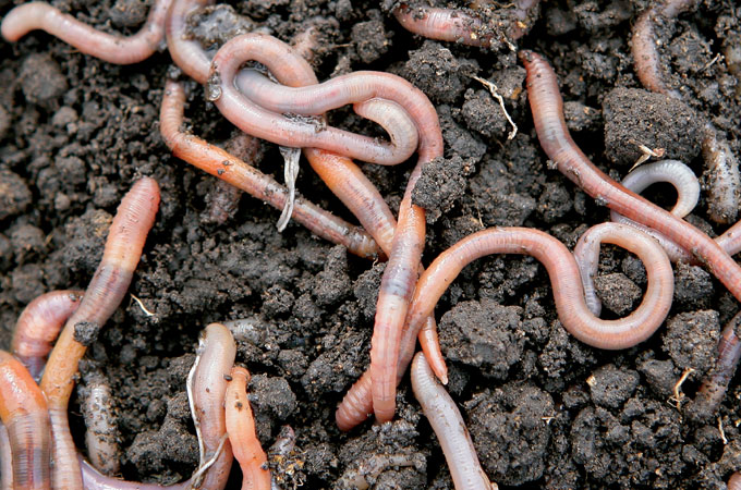 Vermicompost Market.jpg