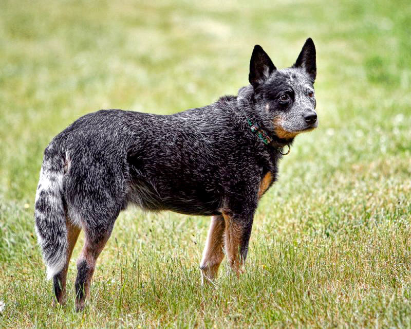 ACD-blue-spud.jpg