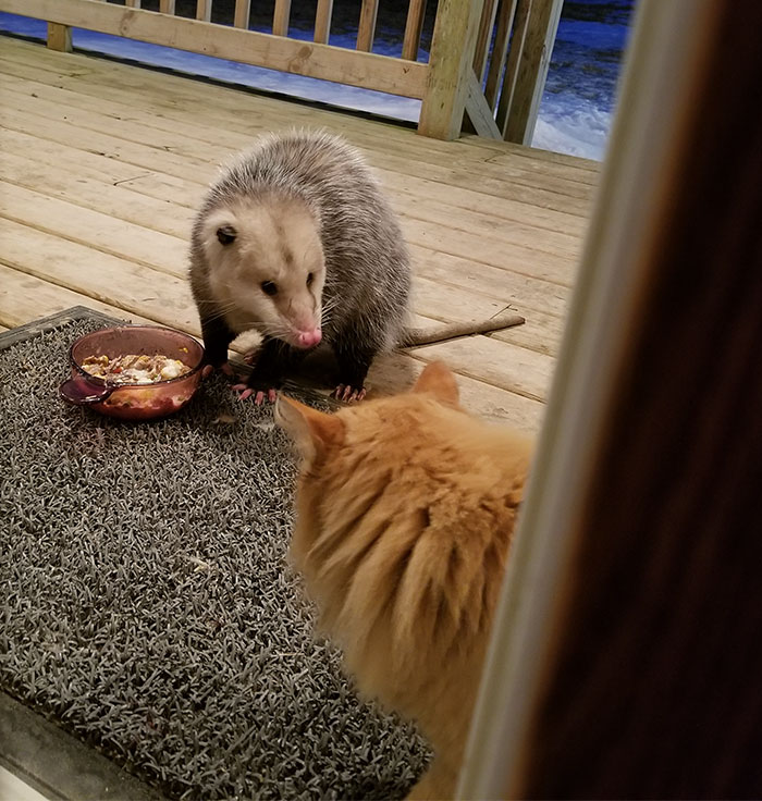 possum-steal-cat-food-1-5aa0e679bdbfc__700.jpg