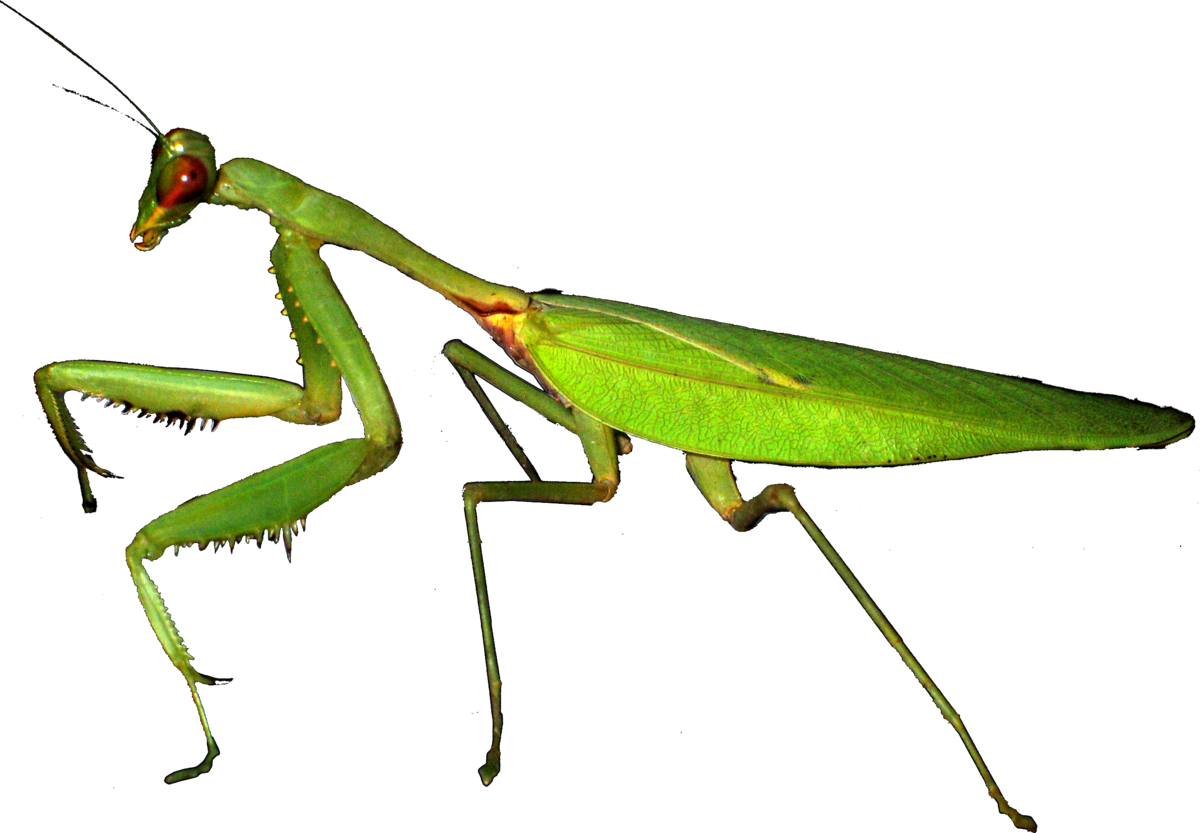 1200px-European-mantis-Mante-religieuse.png