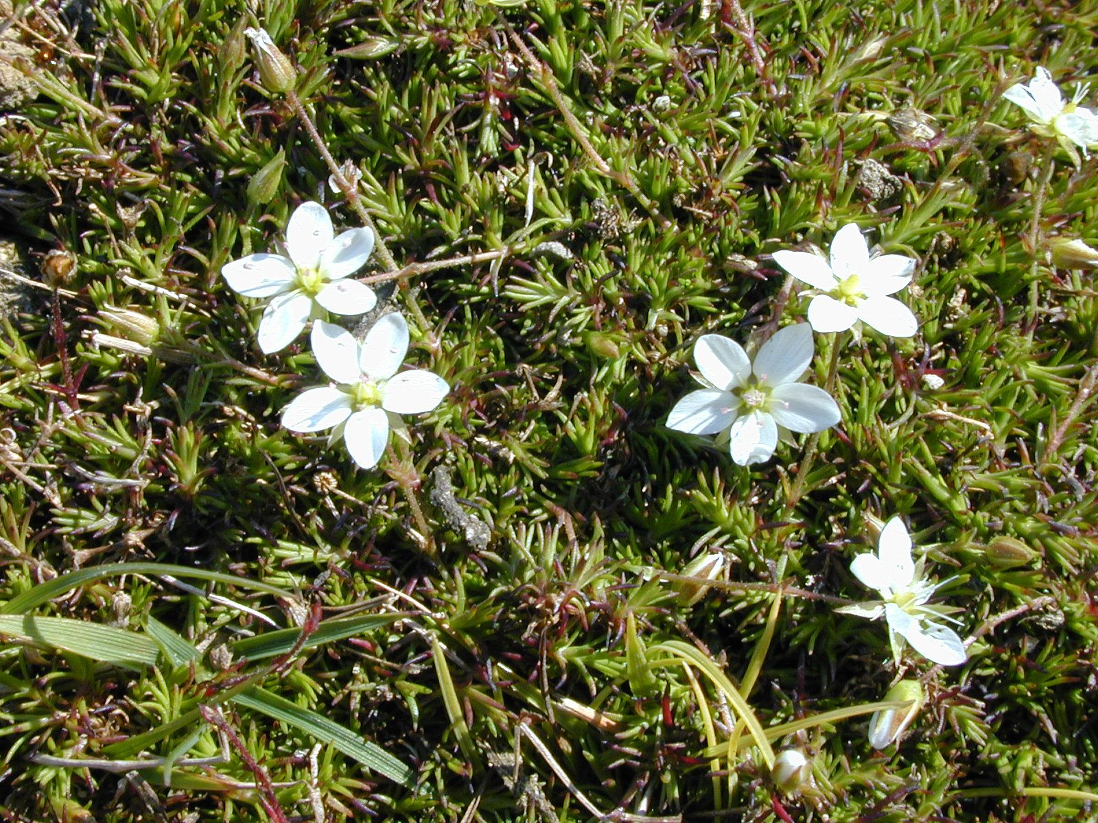 Spring Sandwort.JPG