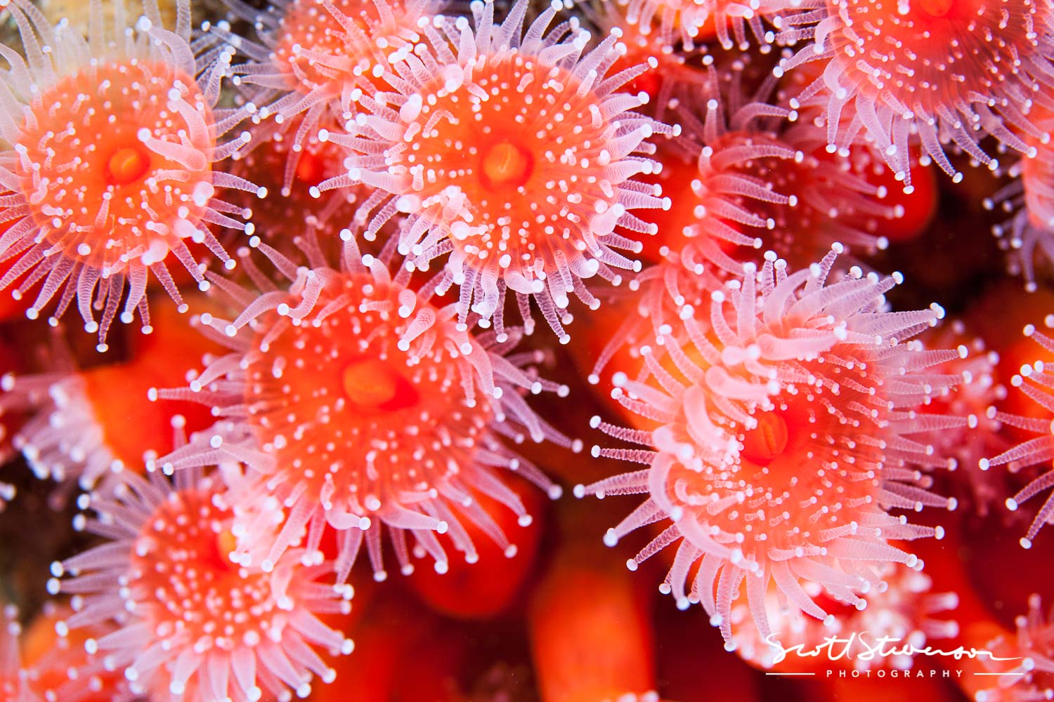 Strawberry Anemone-1.jpg