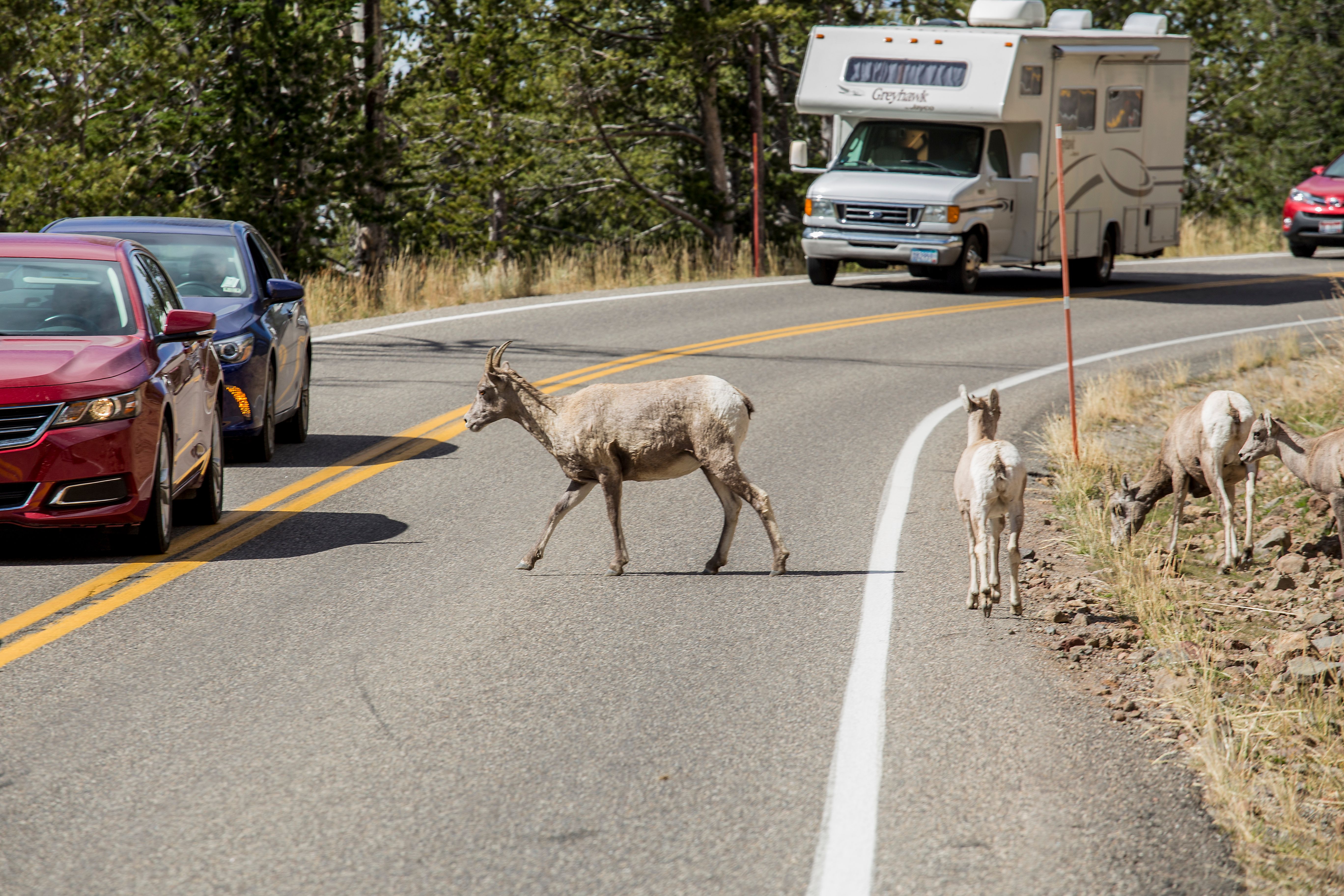 Yellowstone 5.jpg