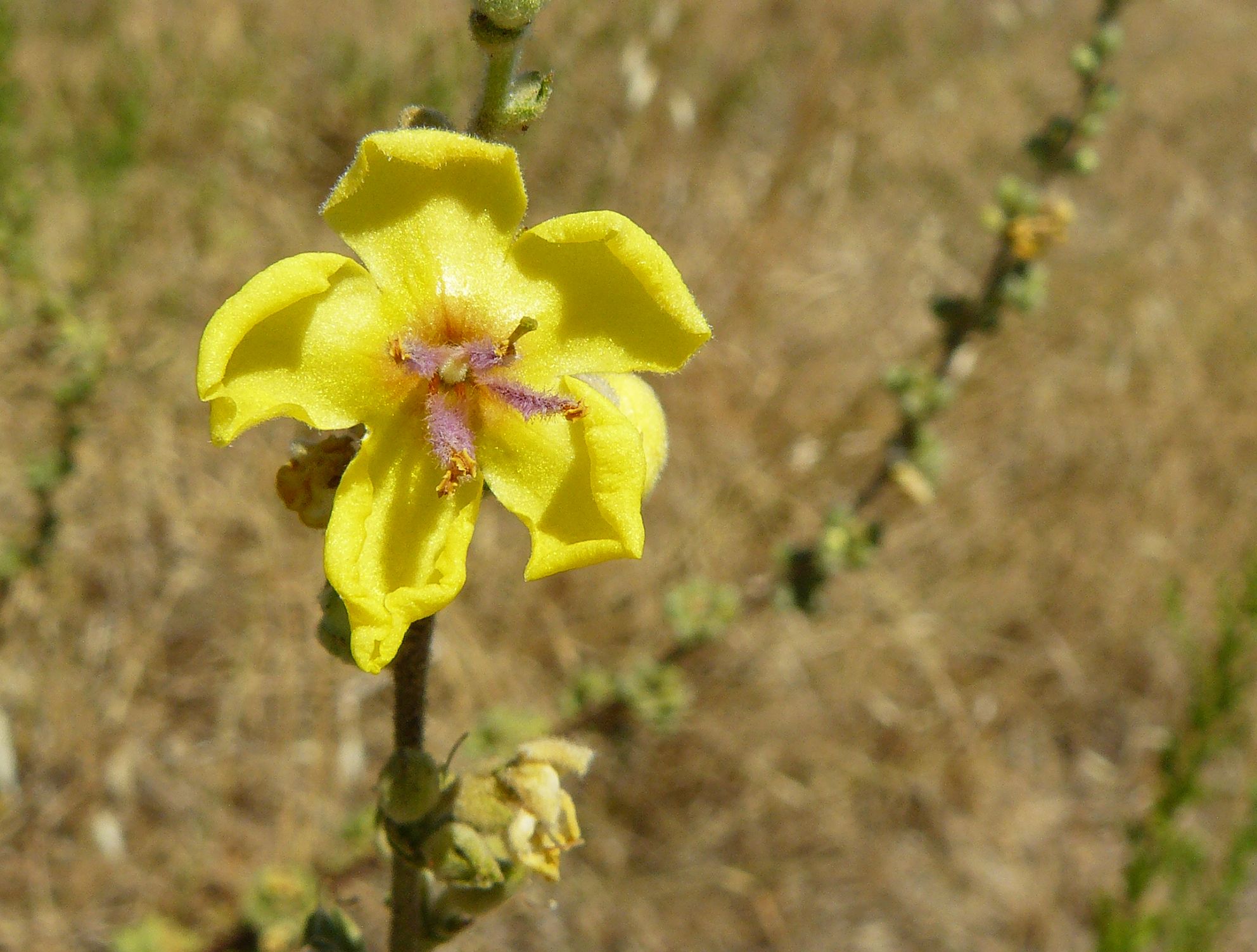 yellow wildflower verbascum sinuatum 3.jpg