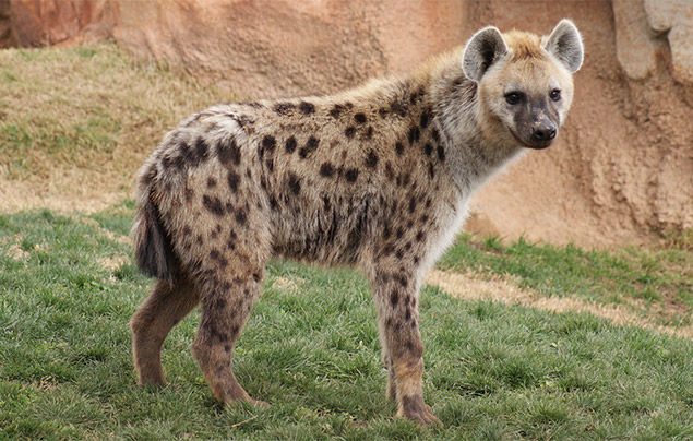 hyena-facts-2.jpg