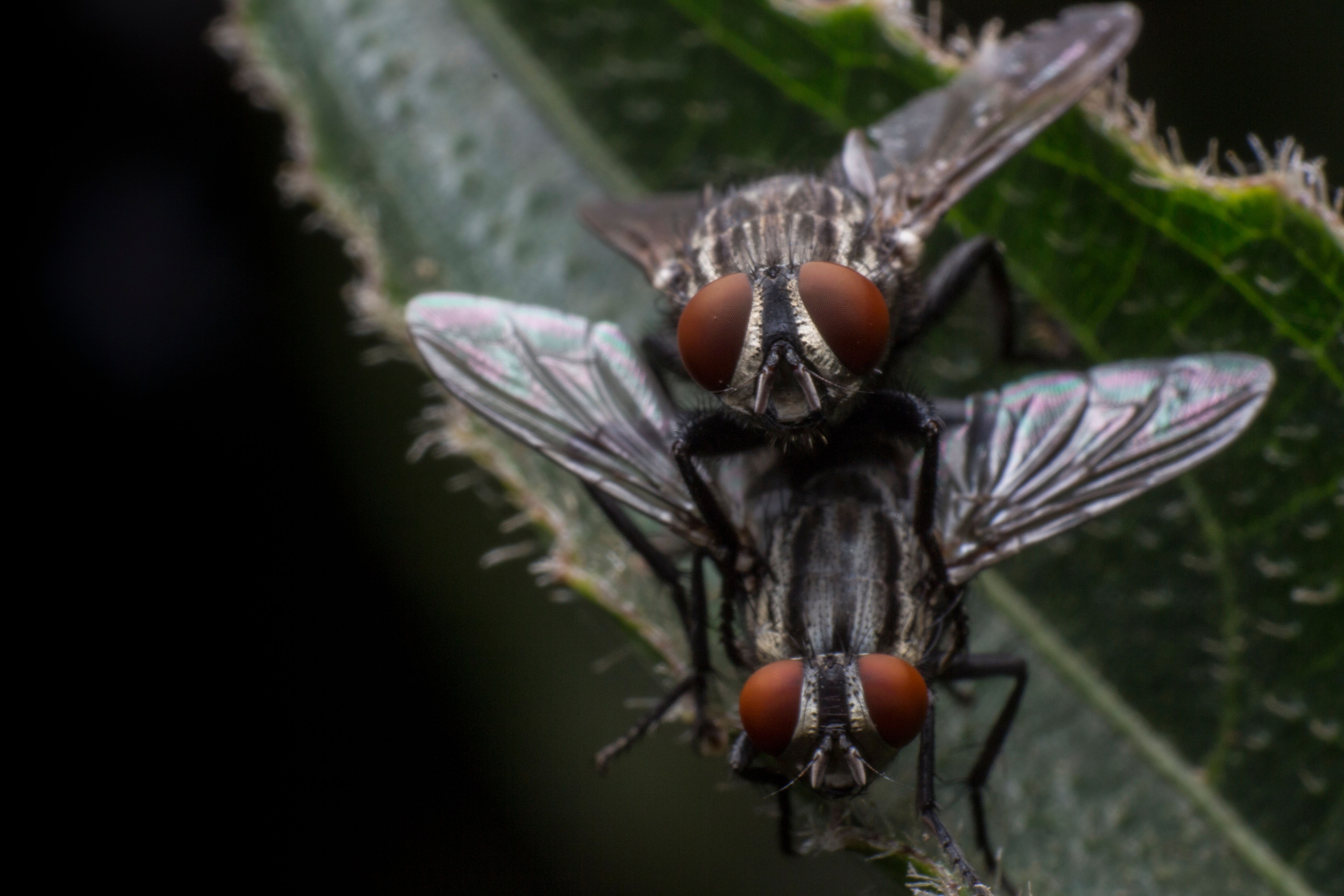 fly.jpg