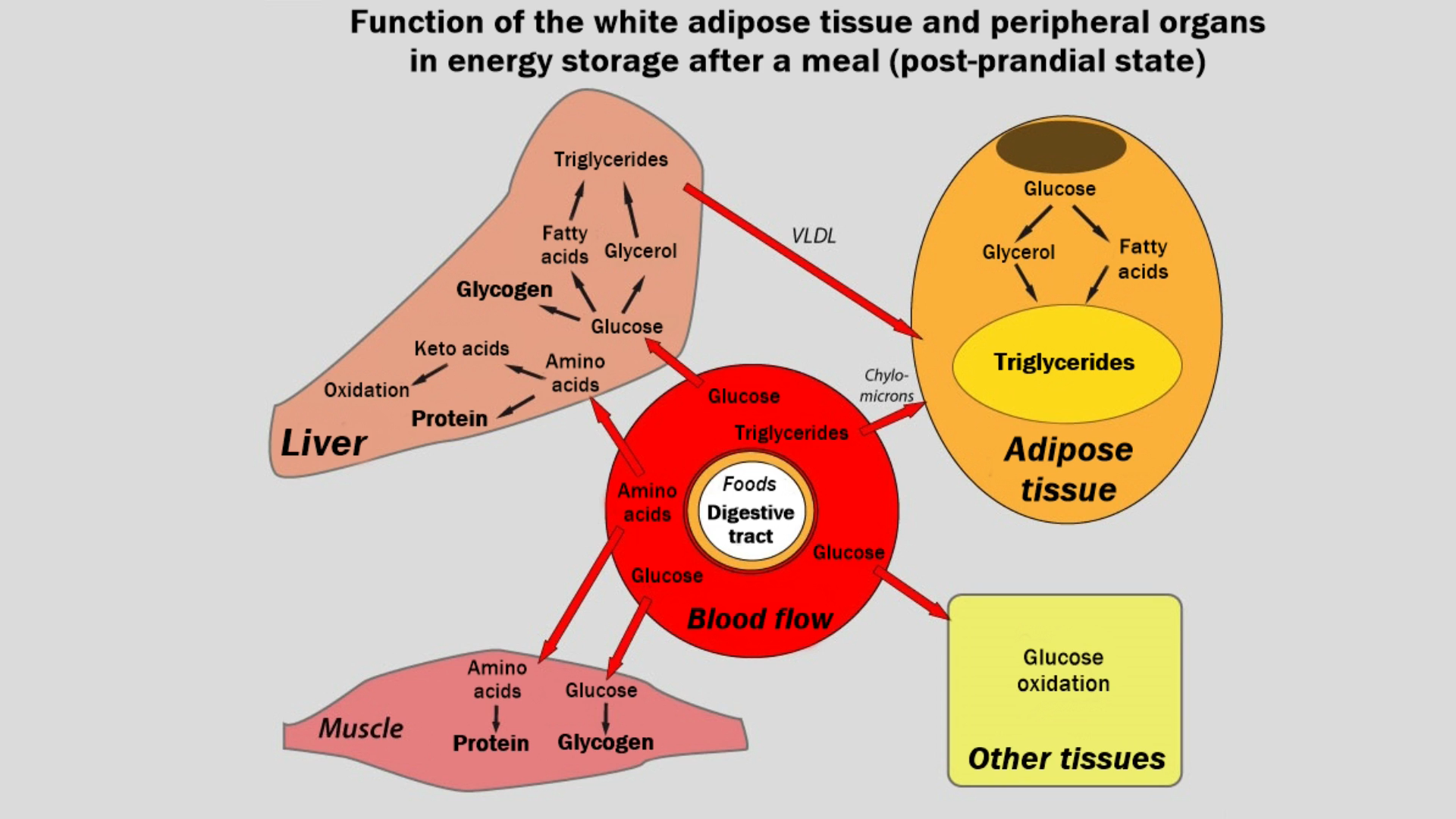 post digestion - where do macronutrients go.png