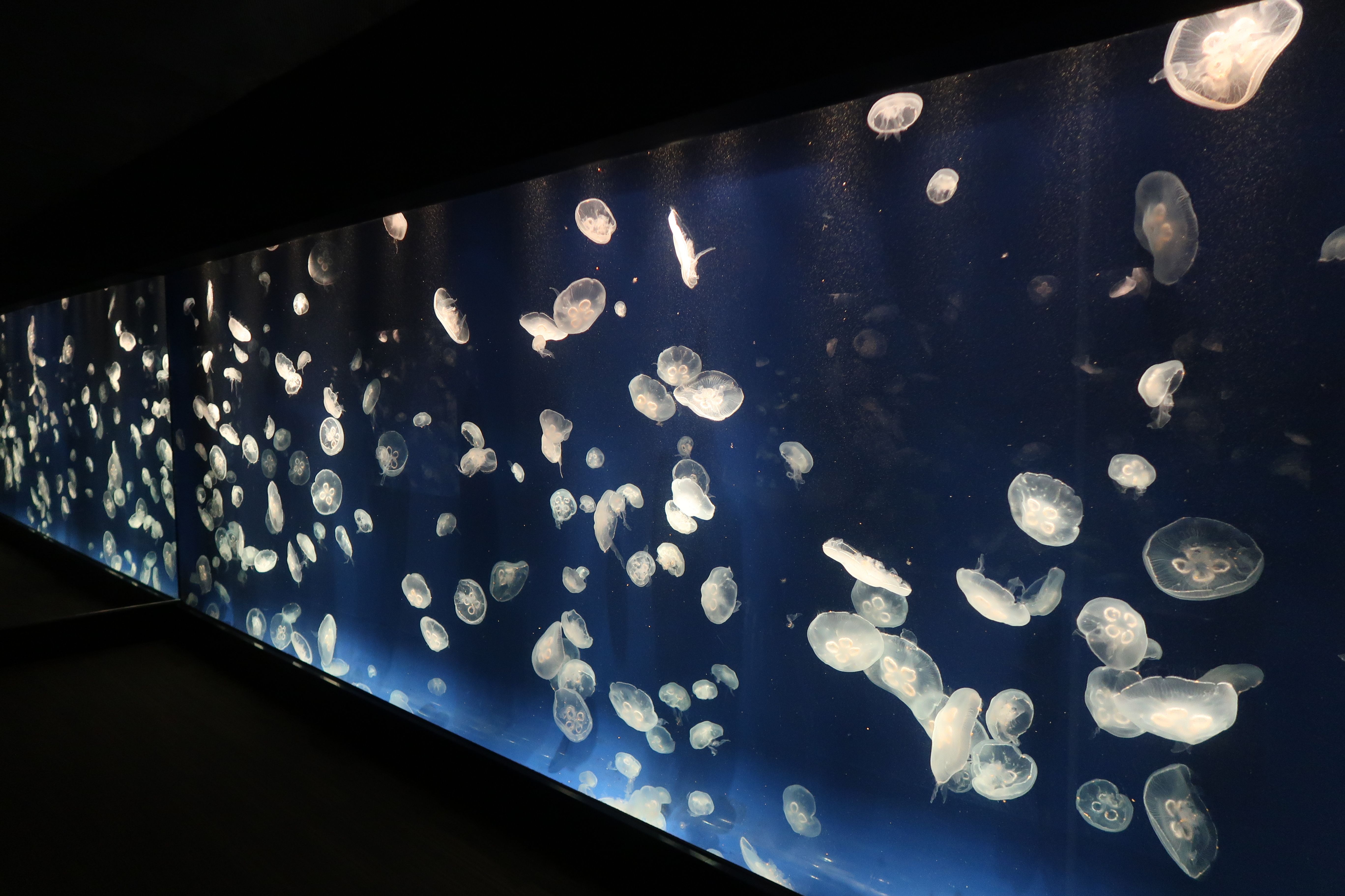 Wall of jellyfish 4 The Tennessee Aquarium in Chattanooga.JPG