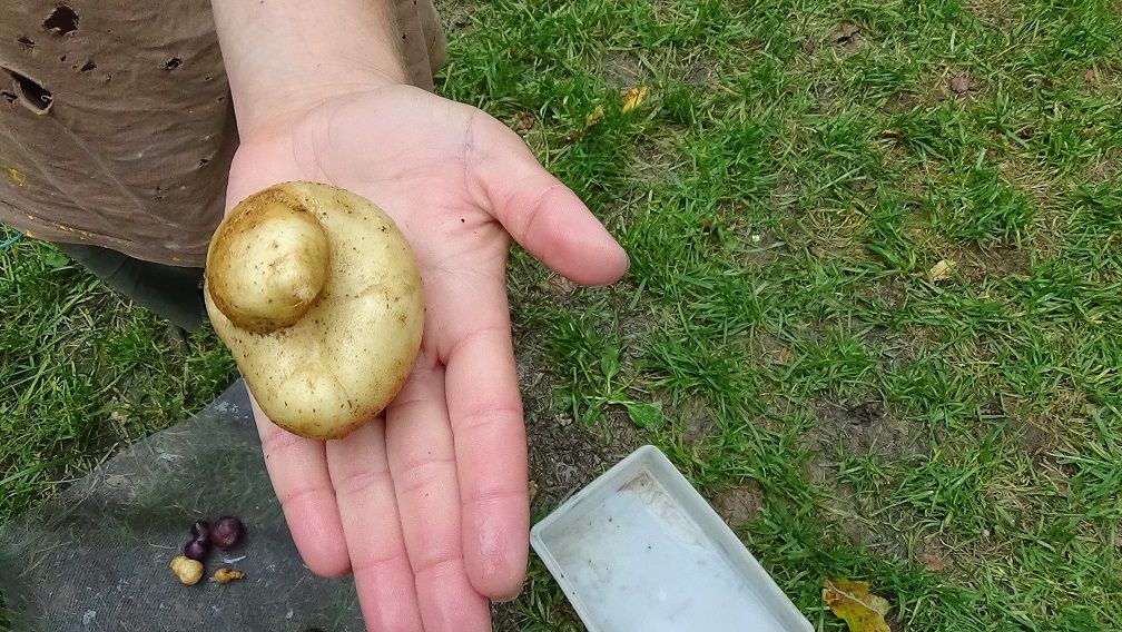 potatoes (9).JPG