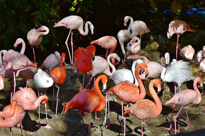 flamingo-2858220__480.jpg