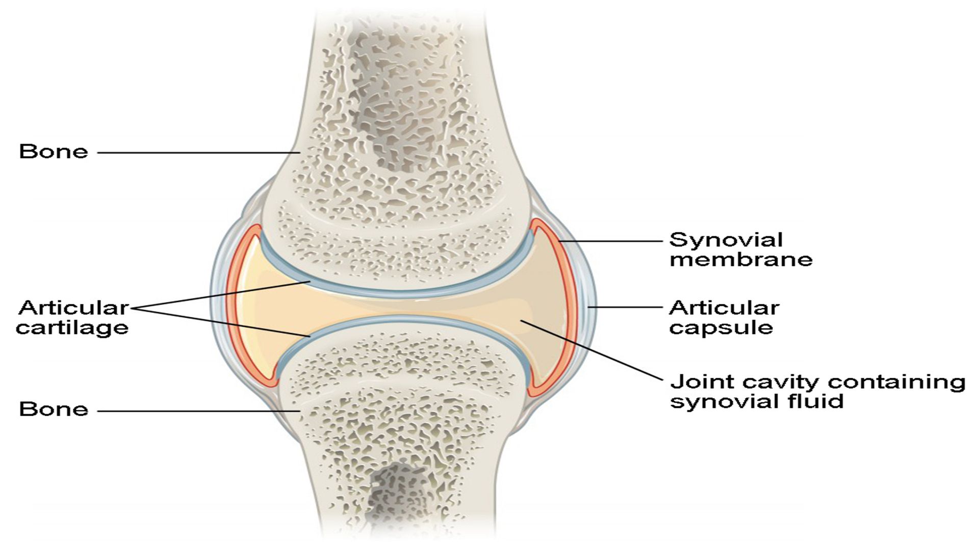 Синовиальная полость коленного сустава анатомия