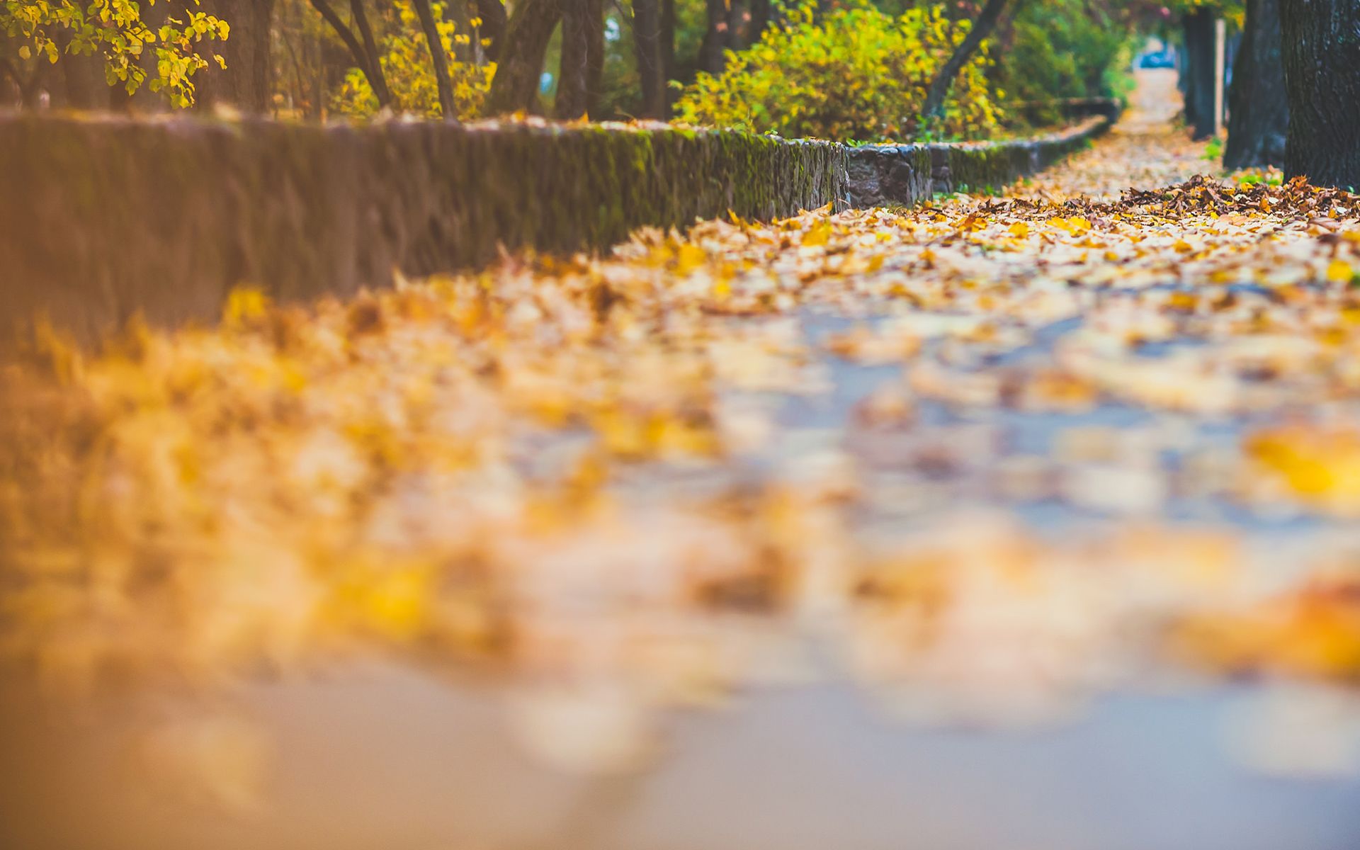《飞鸟与夏花》每天一首自译飞鸟集（130/325） - Translate a poem form Stray Birds everyday