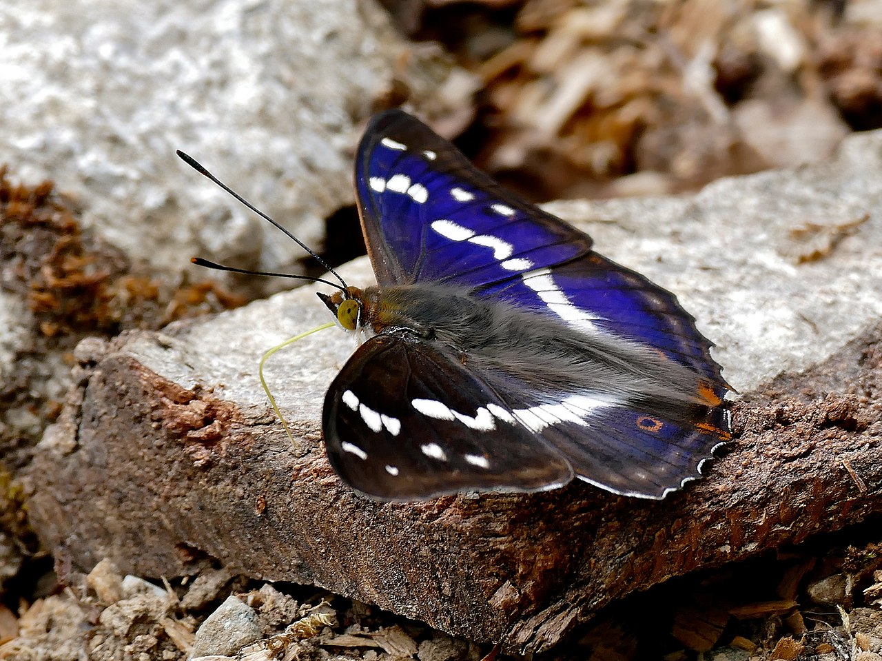 Purple_Emperor_Apatura_iris_male_by_Flickr_user_ berniedup_cc-by-sa-2.0.jpg