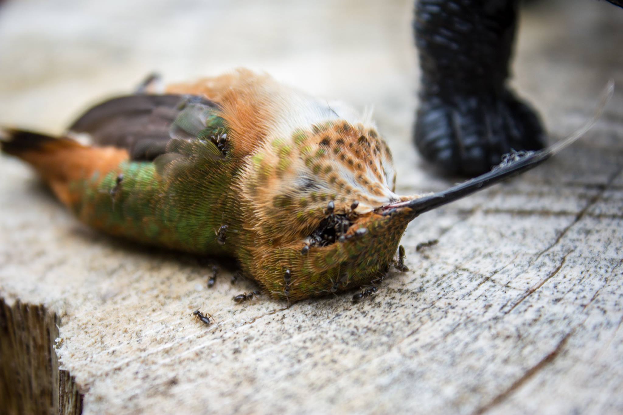dead-hummingbird.jpg