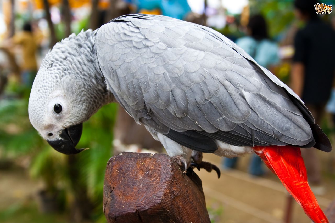 african-grey-parrots-wonderful-talking-birds-5277aa19e93f4.jpg