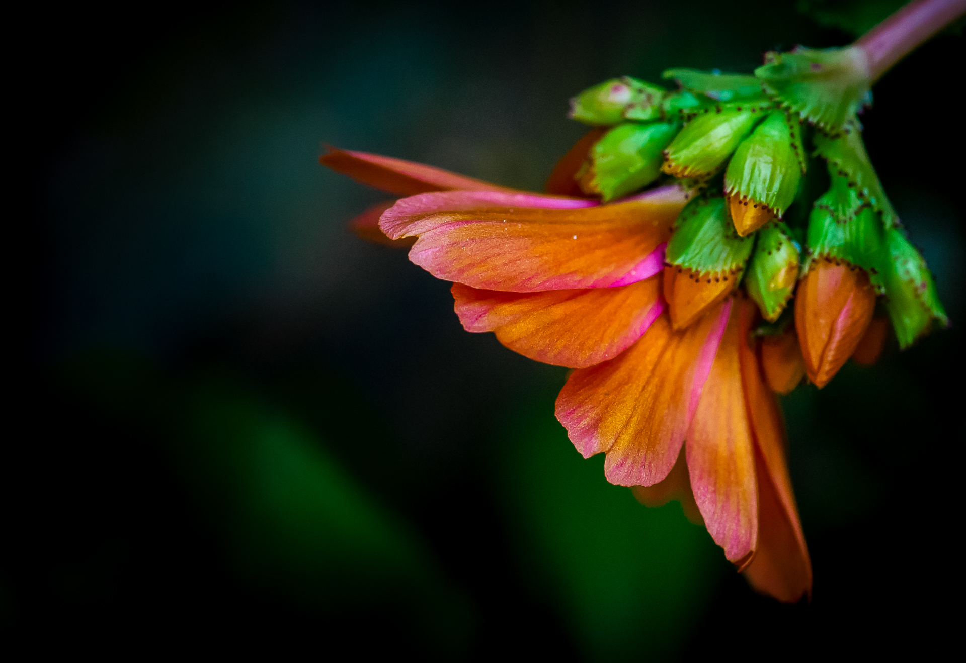 13-03-2018-flowers-orange-01357.jpg