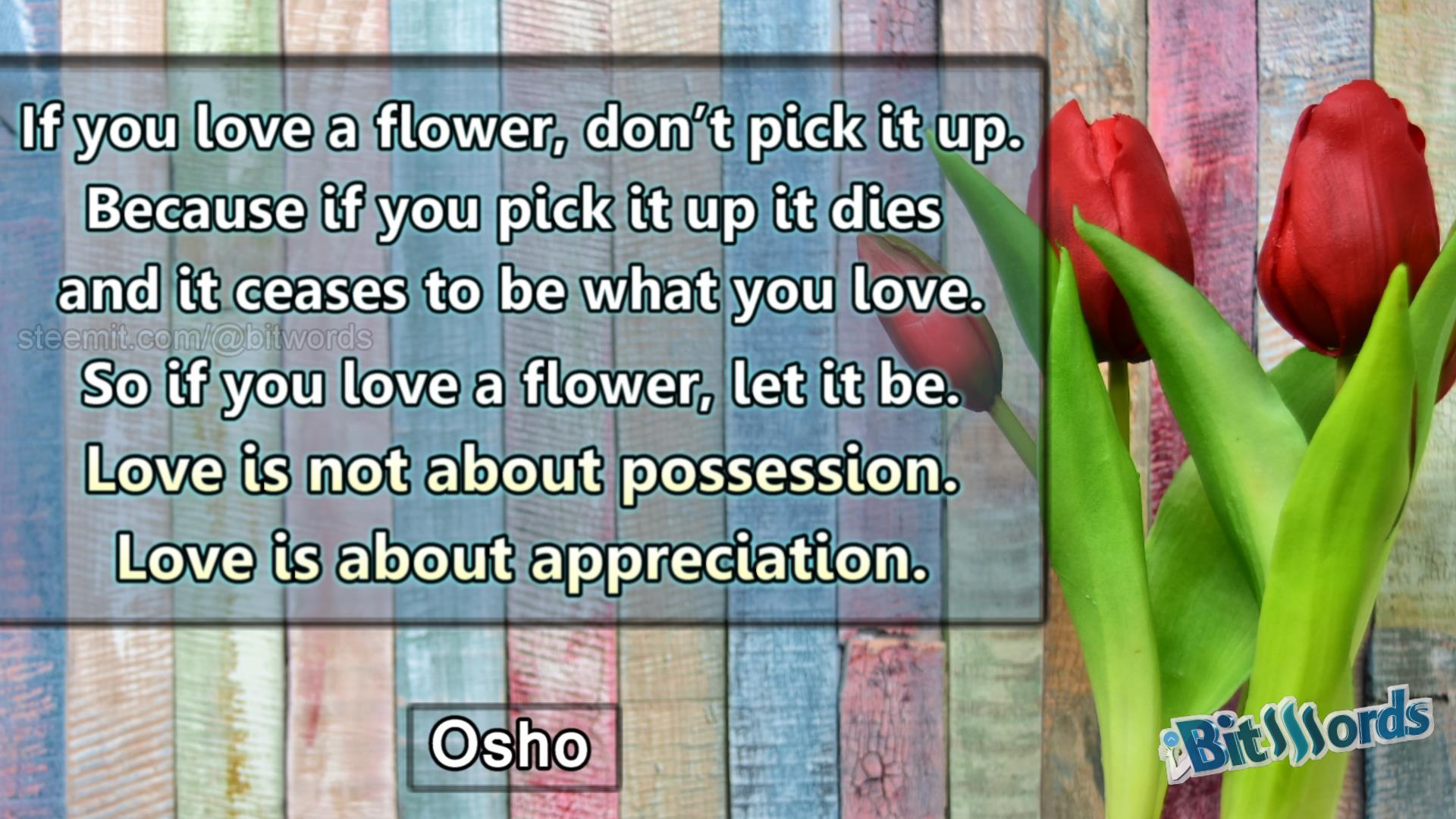 bitwords steemit quote of the day osho love isnt about possesion is about appreiation.jpg