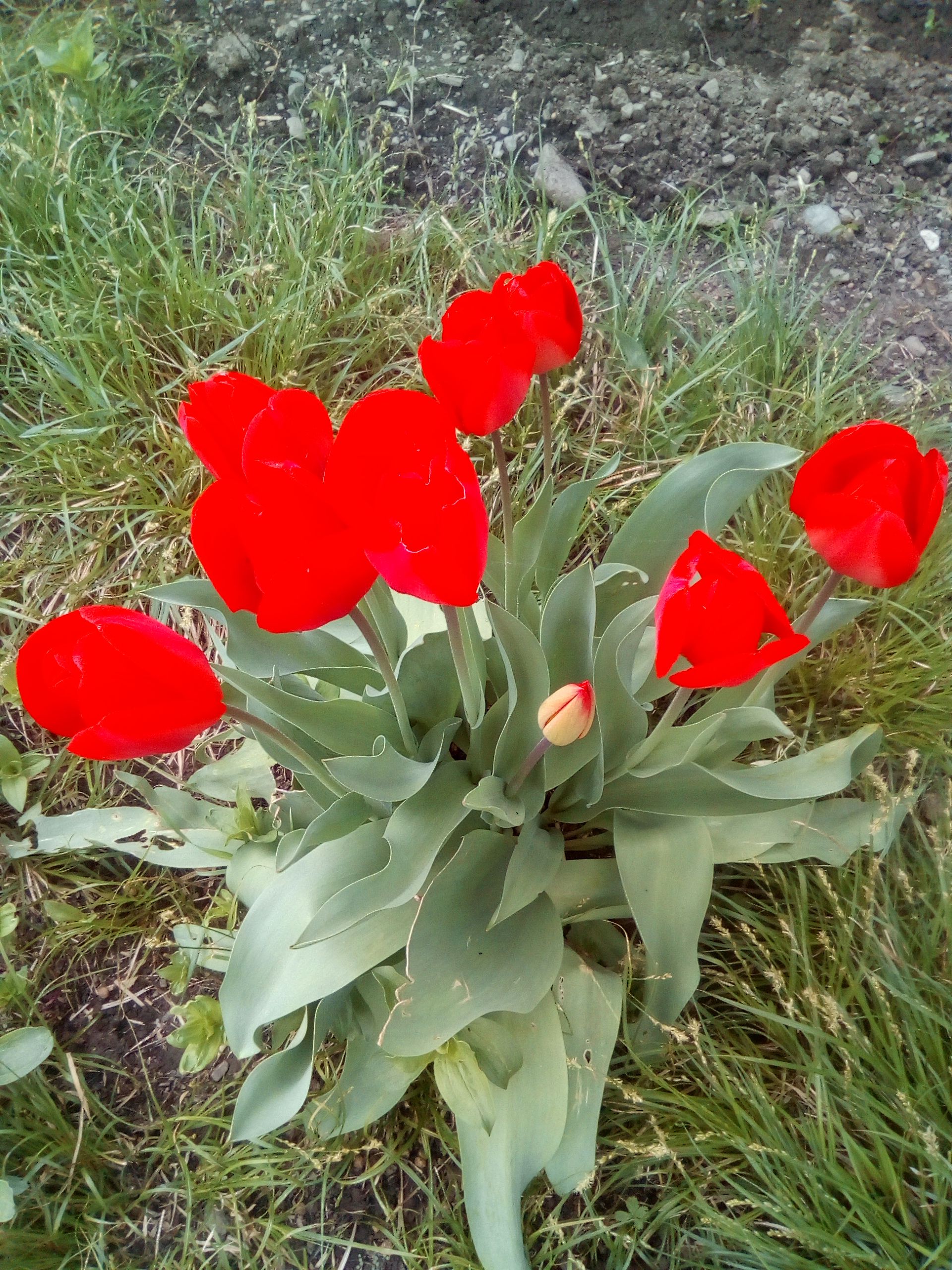 IMG_20180407_143145.jpg
