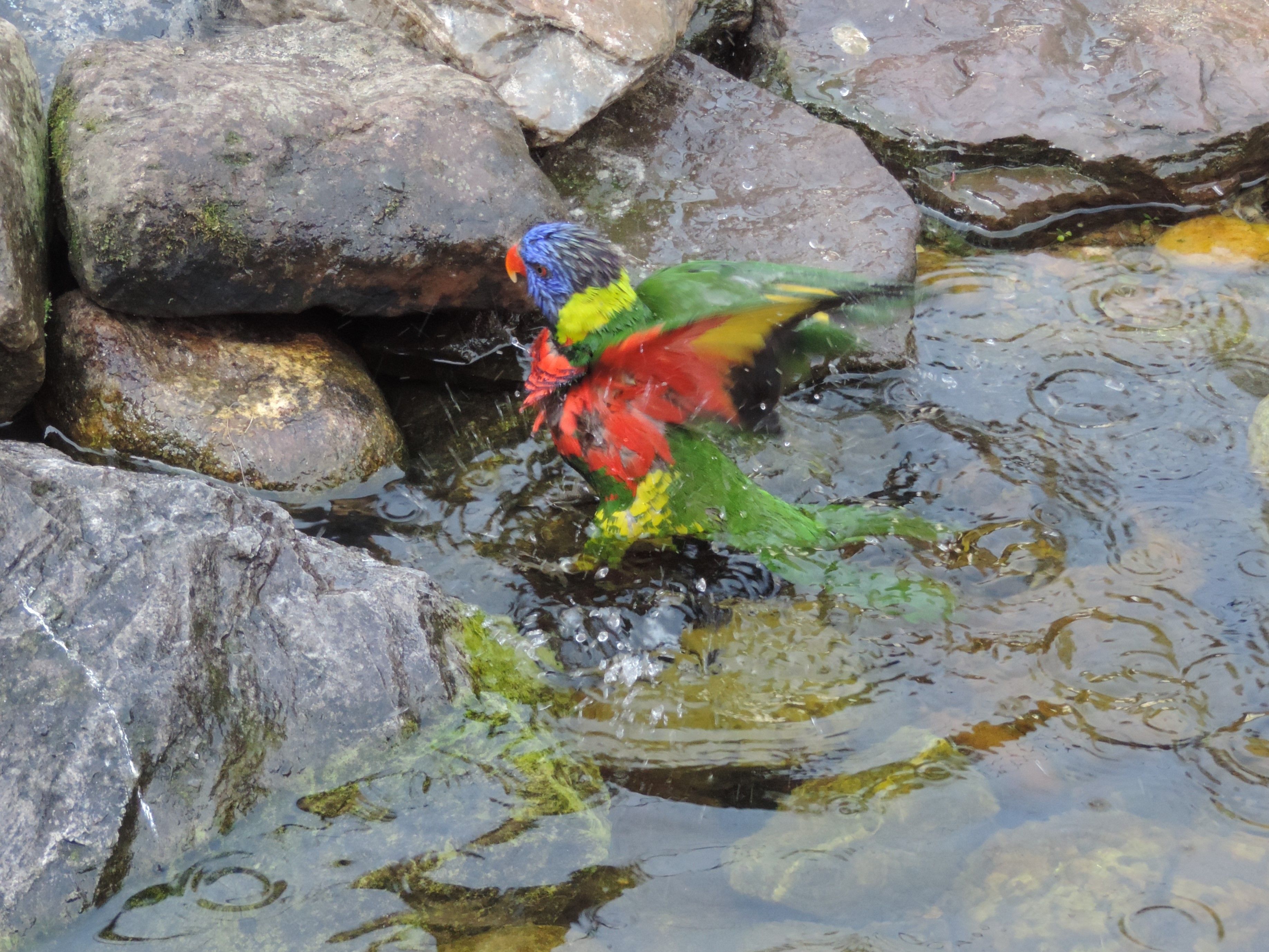 bathing_lorikeet.JPG