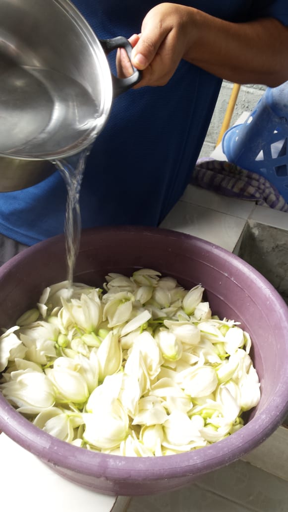 Cómo preservar la comestible Flor de Izote? / How to preserve the edible  Izote Flower? (Yucca elephantipes). — Steemit