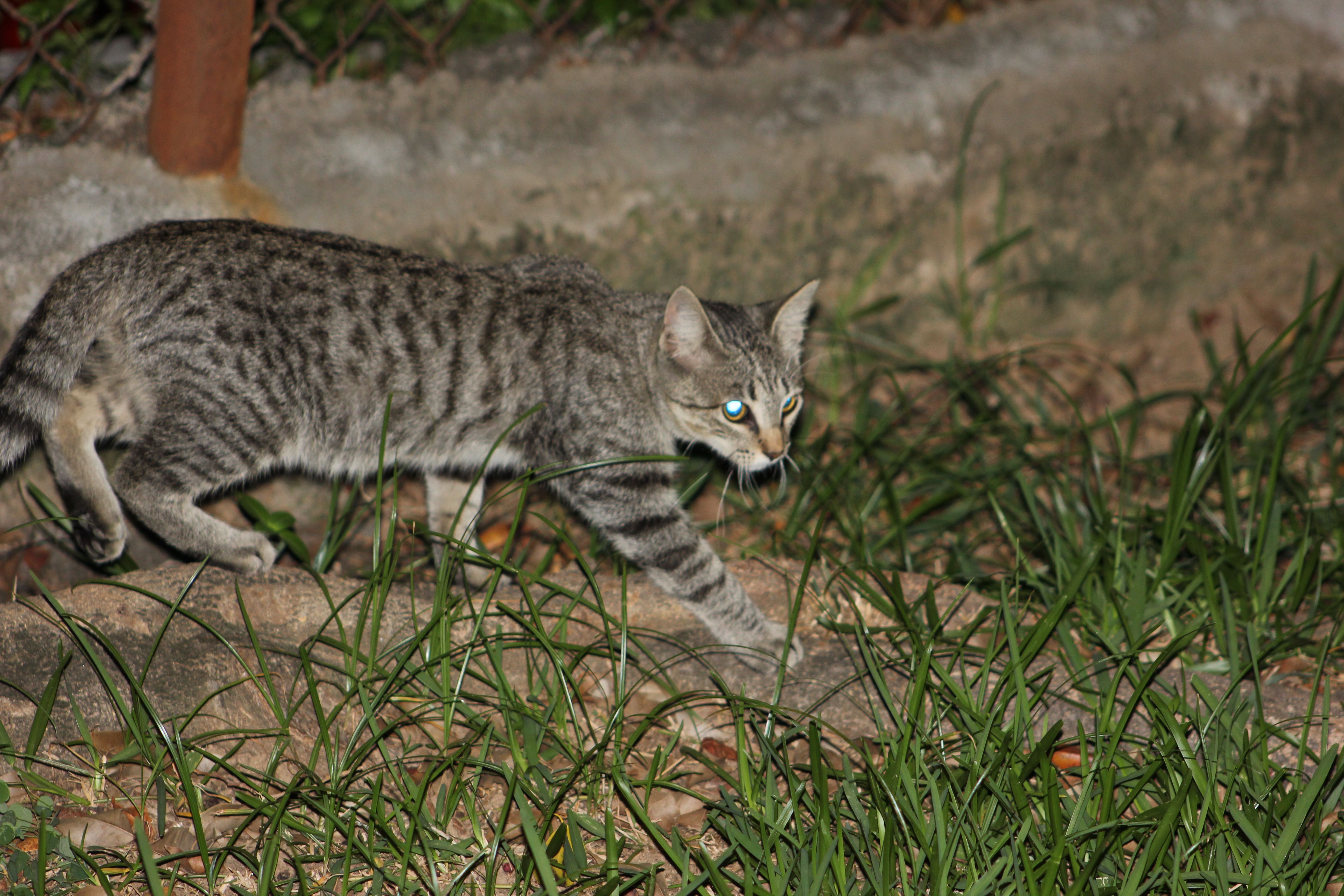 felix no quiero mas foto.jpg