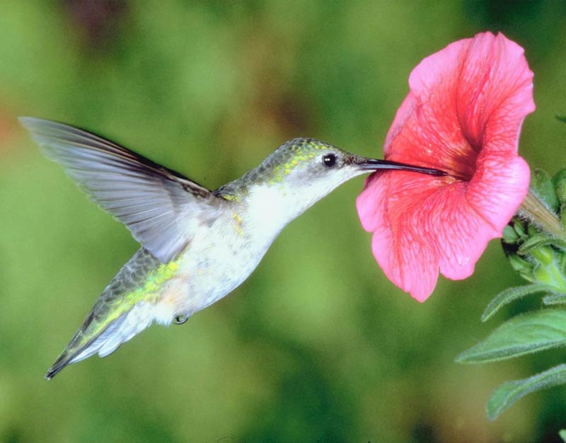 hummingbird_big.jpg