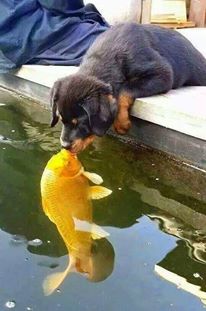 dog and fish.jpg