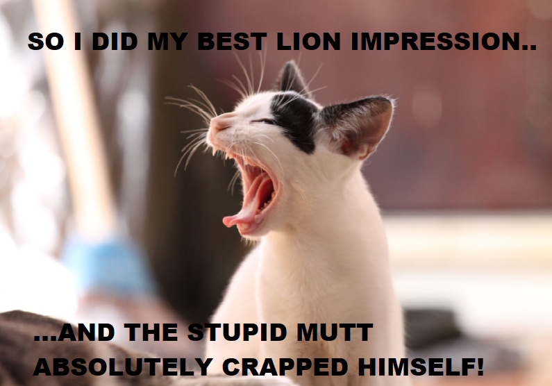 lioncat2.png