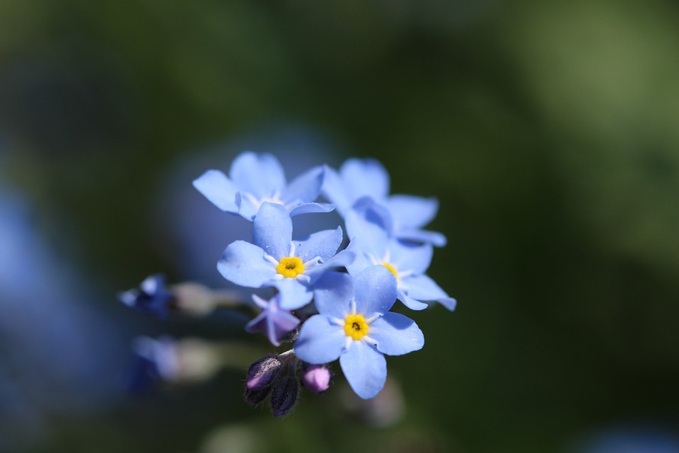 blue-forget-me-not-2772789_960_720.jpg