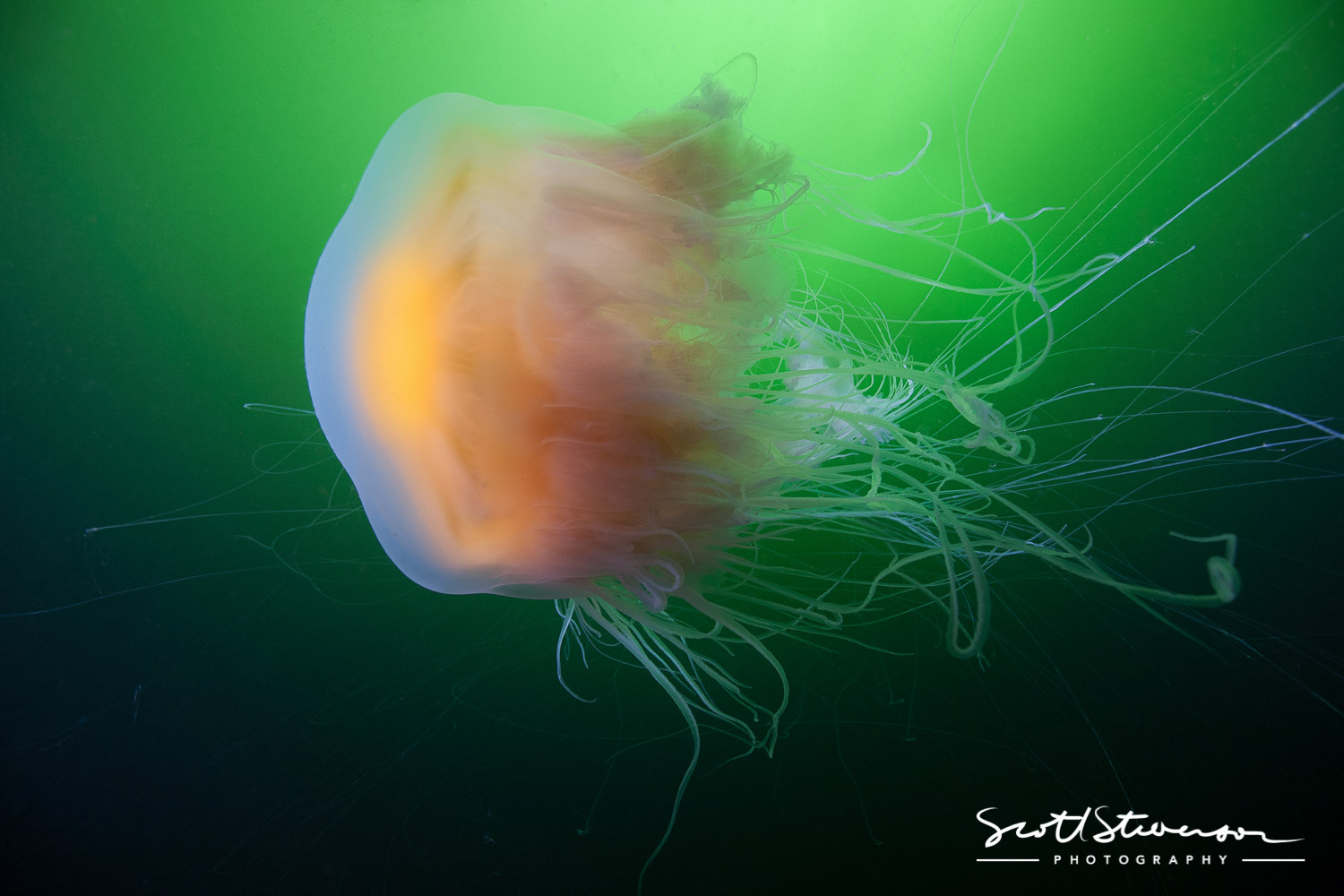 Fried Egg Jellyfish-1.jpg