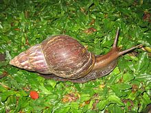 220px-Snail_in_Ubud,_Bali,_2010_(1).jpg