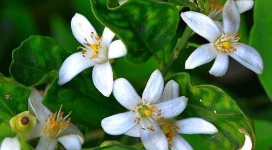 aceite de neroli.jpg