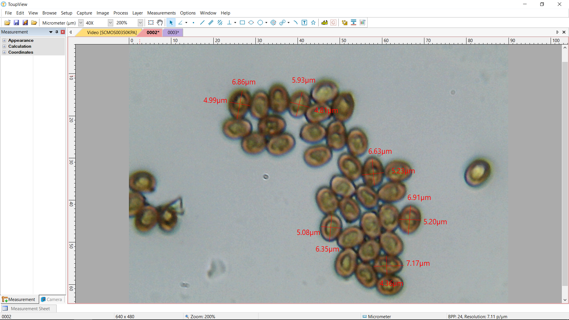 Mature Spores with measurements.png