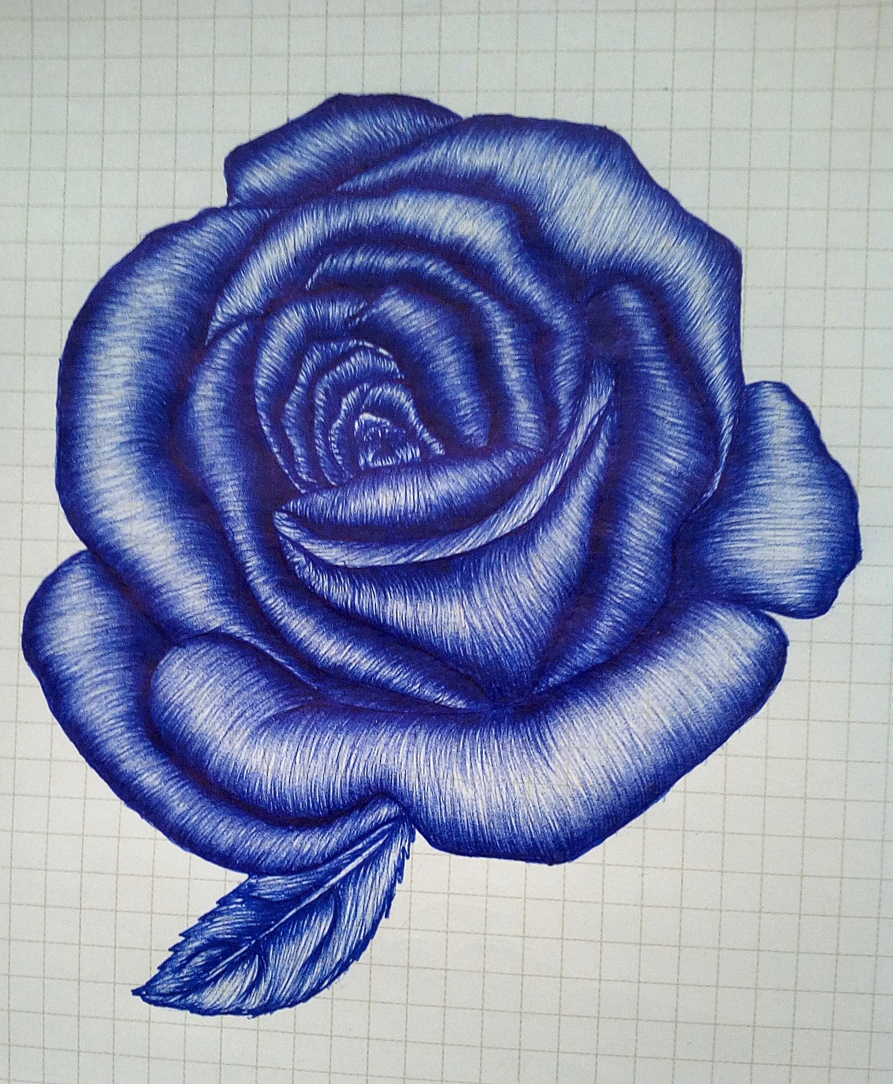 Blue Rose Drawing / The blu rose art bistro is a hip and trendy new