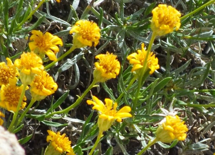 0099-YellowFlower.jpg