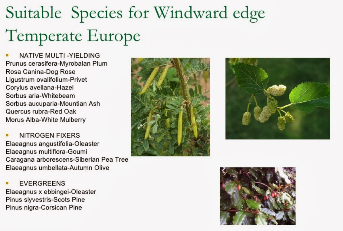 Windbreak species.jpg