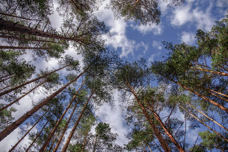 89202261-horizontal-shot-of-swaying-tops-of-bare-trees-in-the-forest-against-blue-sky.jpg