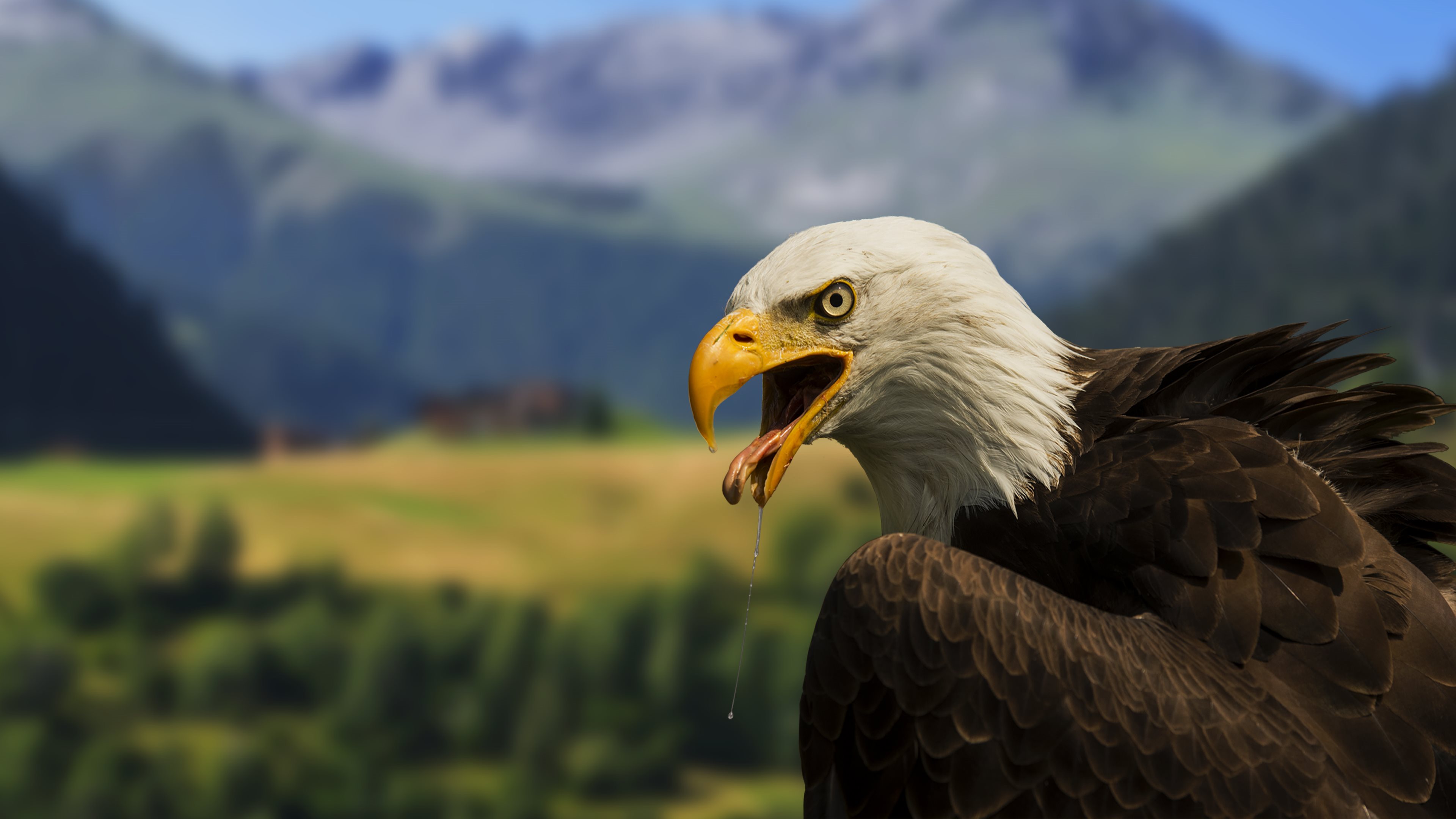 4674454-free-bald-eagle-wallpaper-for-desktop.jpg