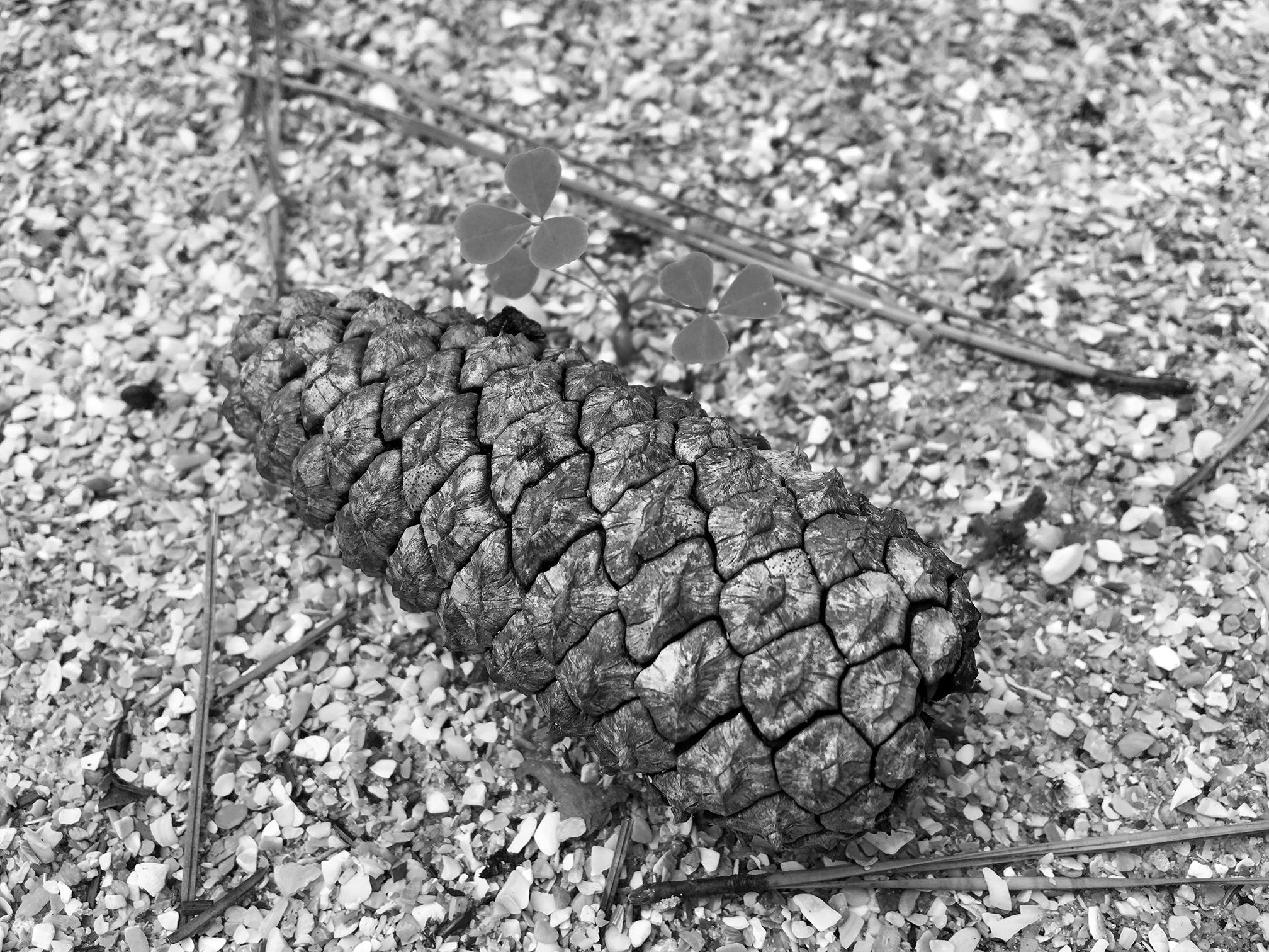 IMG_2912-1_bw.jpg