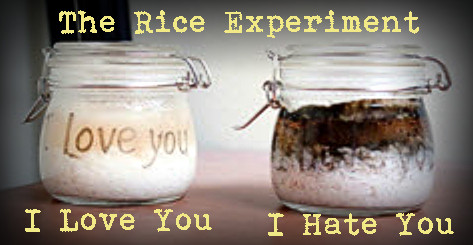 rice exp.jpg