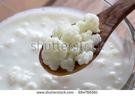 stock-photo-kefir-grains-on-a-wooden-spoon-above-a-jar-of-milk-kefir-684766561.jpg