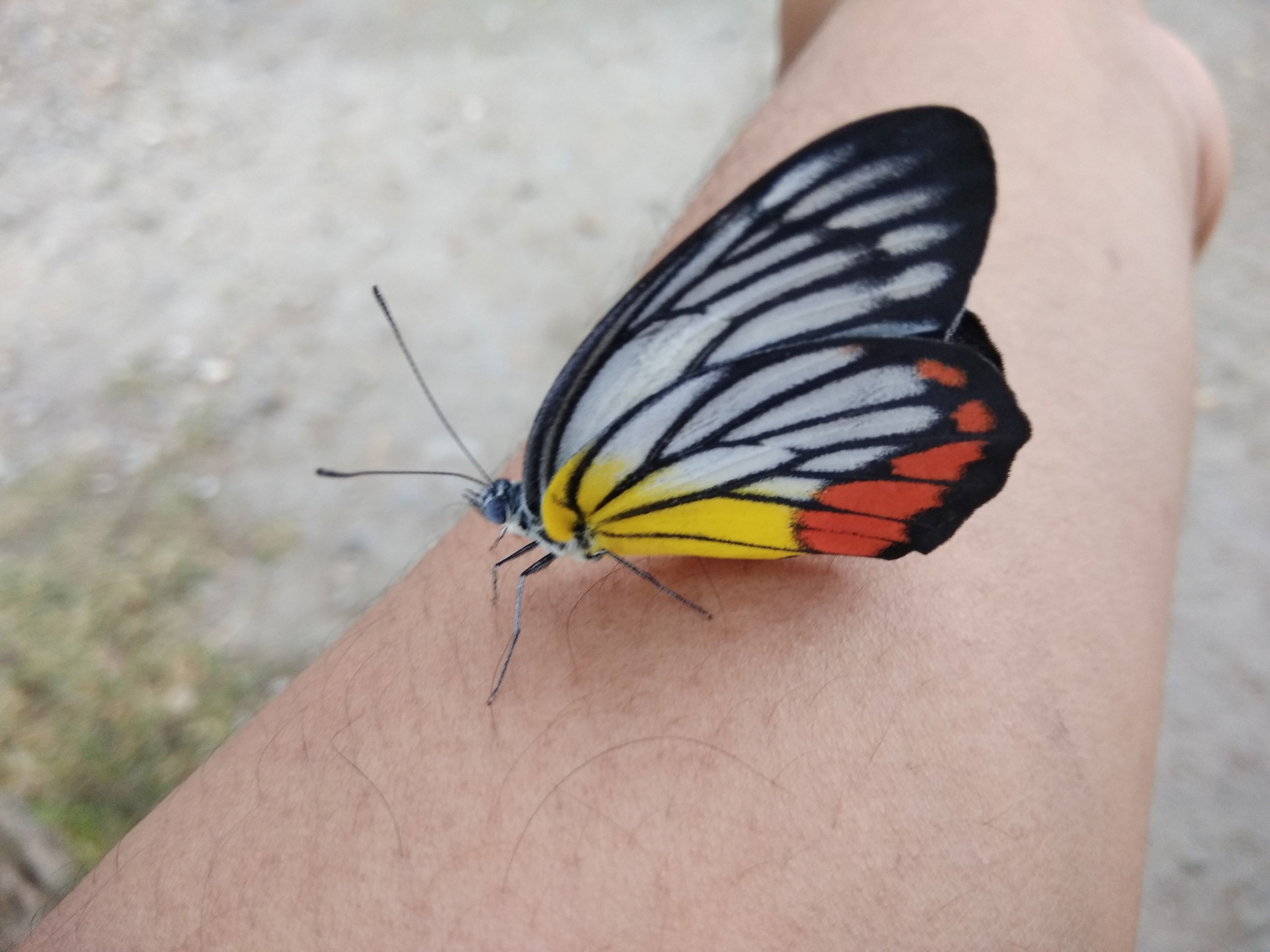 What Does A Butterfly On The Wrist Mean