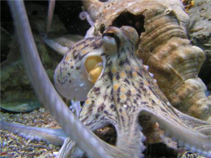 otto-octopus-.jpg