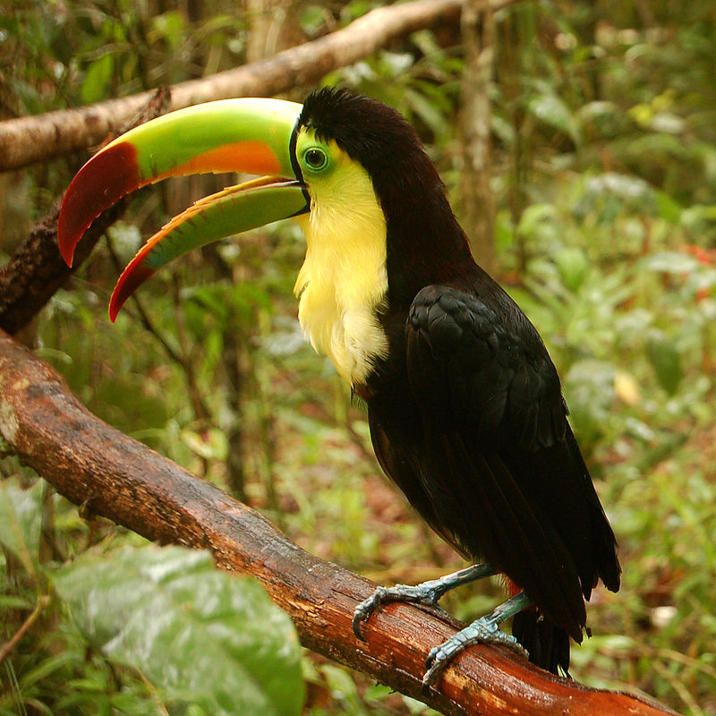 800px-Ramphastos_sulfuratus_-Belize_Zoo-6a-2c.jpg